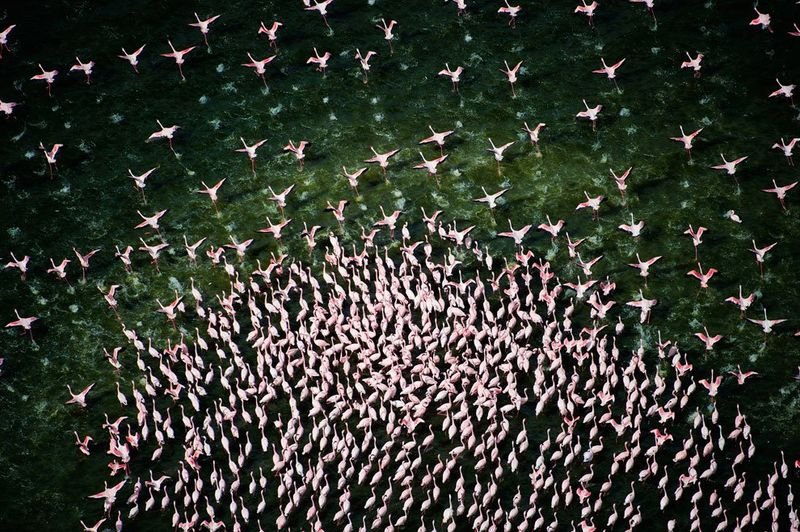 Озеро миллиона розовых фламинго
