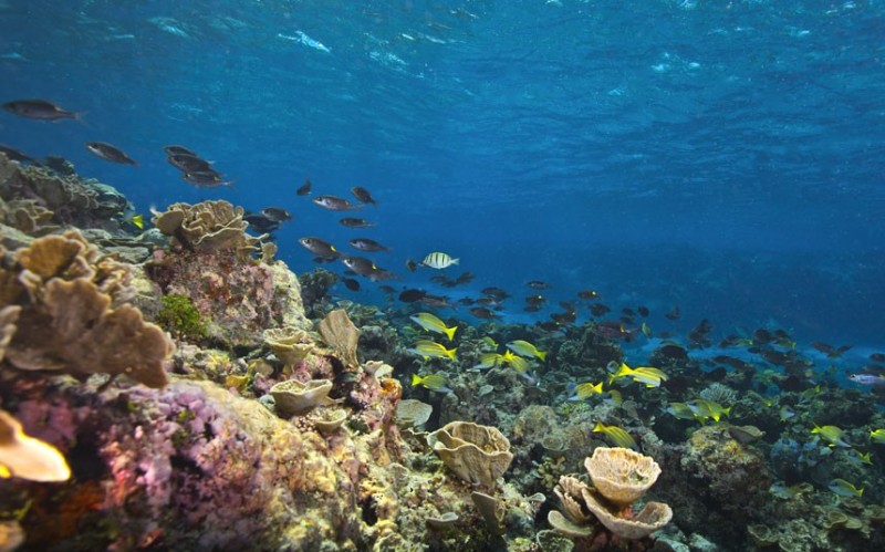 Исчезающие красоты Большого Барьерного рифа