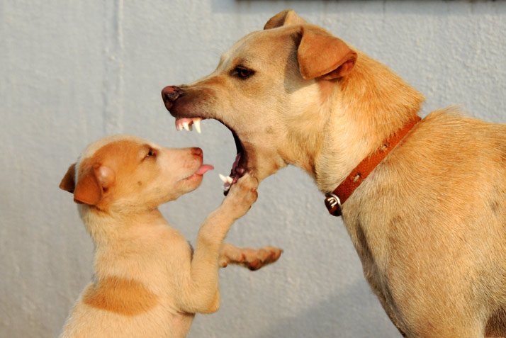 Забавная животинка