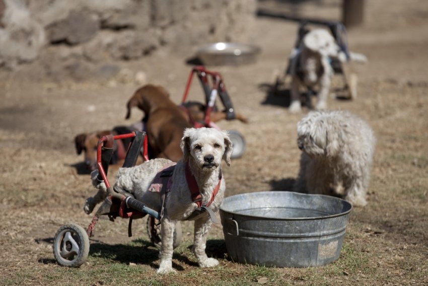 Приют для бездомных собак-инвалидов в Мехико