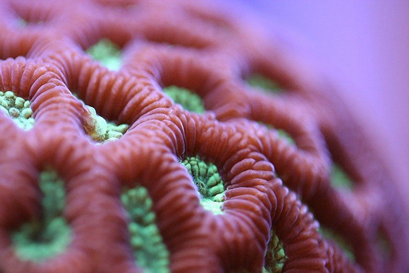 Макрофото кораллов от Феликс Салазар