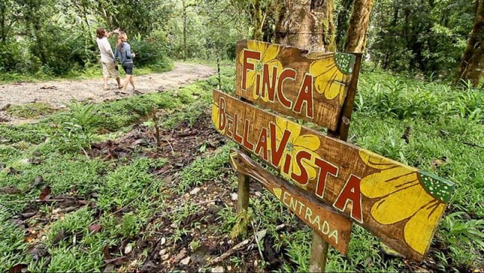 Финка Беллависта (Finca Bellavista) – комплекс жилищ на деревьях в Коста-Рике