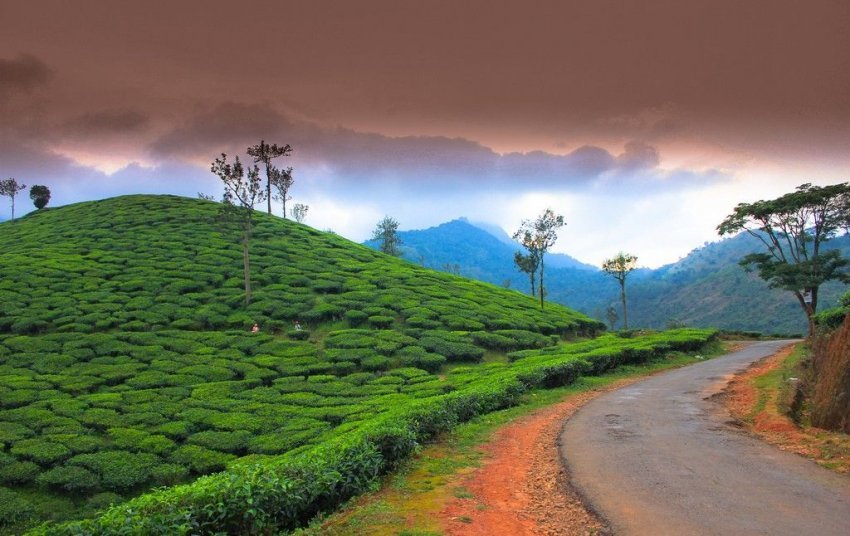 Чайные плантации в Индии
