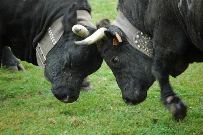 Бои коров в Швейцарии
