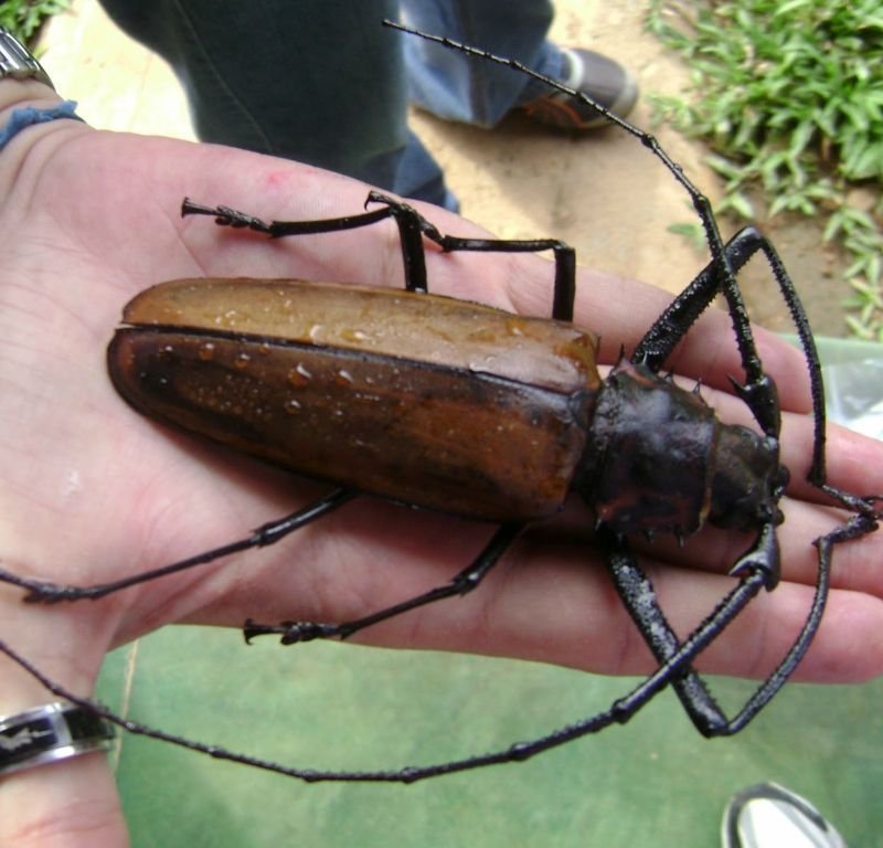 Самый большой жук в мире - Дровосек-титан
