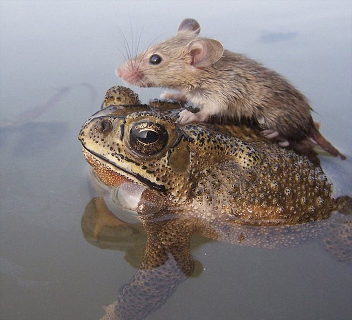 Мышь и лягуха