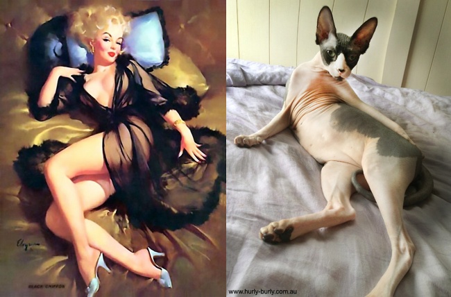 Арт-проект «Cats That Look Like Pin Up Girls»