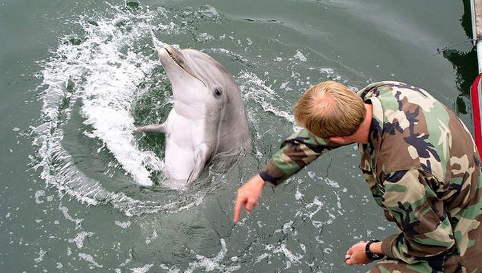 Крымские боевые дельфины теперь служат ВМФ России