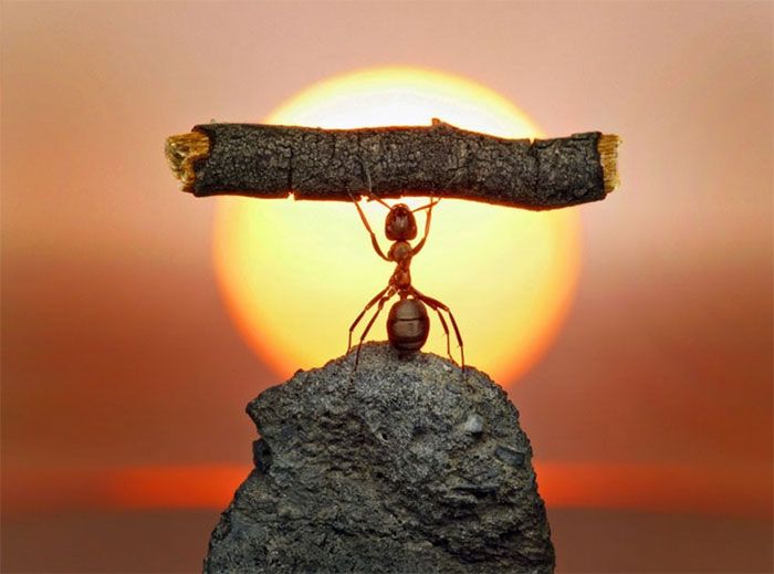 Фотографии муравьиной жизни от Андрея Павлова