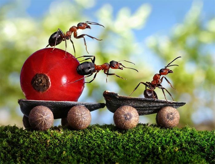 Фотографии муравьиной жизни от Андрея Павлова