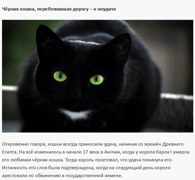 В дом приходит кошка примета к чему. Черная кошка суеверие. Чёрная кошка перебежала дорогу. Приметы о черных кошках. Примета черная кошка перебежала дорогу.