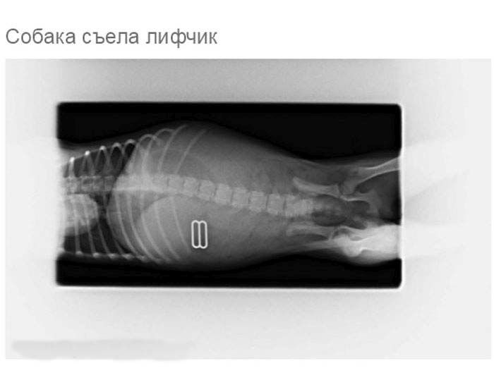 Собака съела игрушку. Желудок на рентгеновских снимках собака.