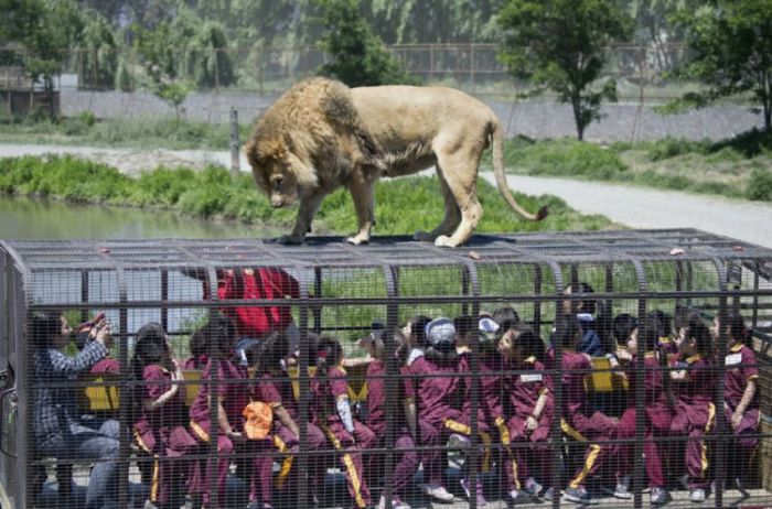 Правильный зоопарк (Safari Lion Zoo)