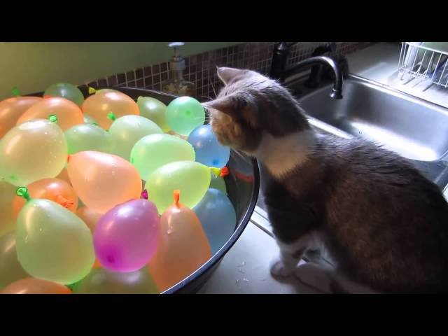 Кот и водяные шарики