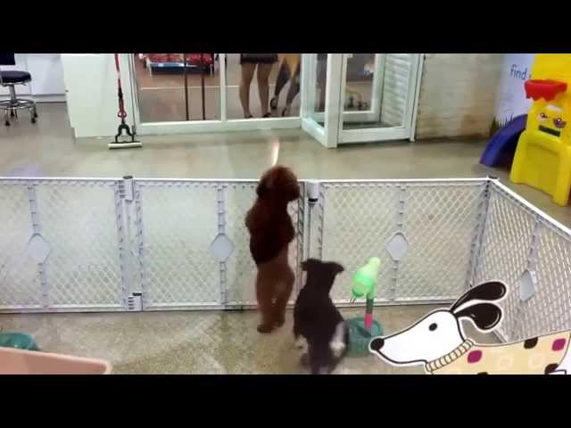 Собака Танцевака :)