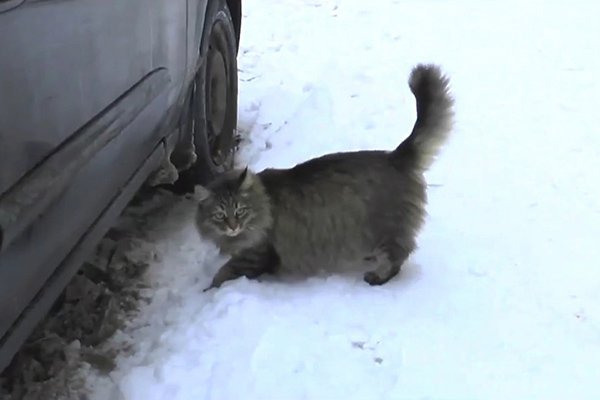 Обнинск - Кошка Маша не дала брошенному ребенку замерзнуть до смерти