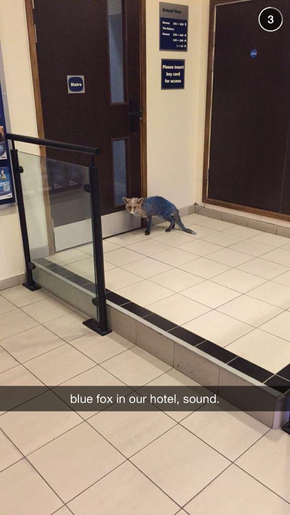 В лондонском отеле сфотографировали синюю лису