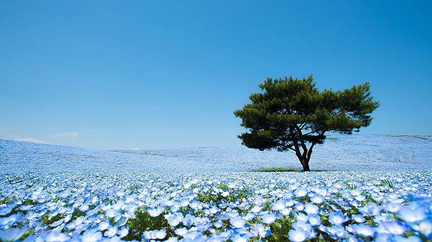 Цветочные поля в Японском парке Хитачи