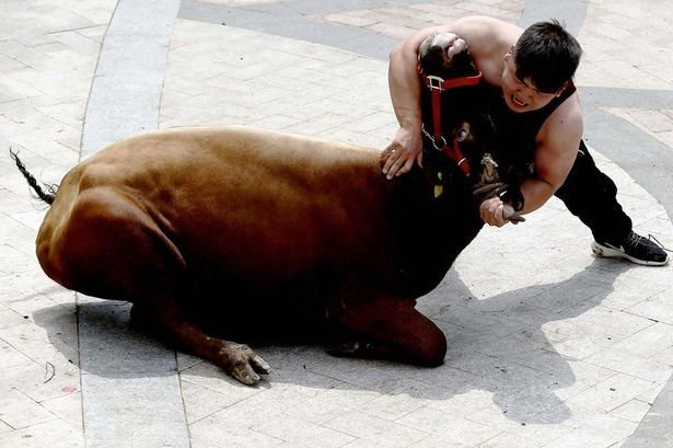 Фестиваль по борьбе с быками в Китае (9 фото)