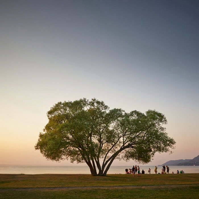 Фотограф снимает одно дерево в течение 2 лет (28 фото)