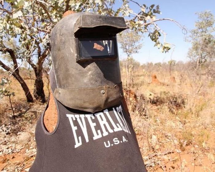 Австралийцы развлекаются тем что наряжают термитники (9 фото)