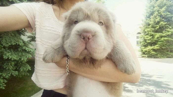 Милые и пушистые шарпеи