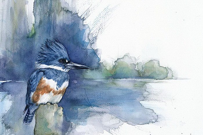 Птицы в рисунках Anne Balogh (7 фото)