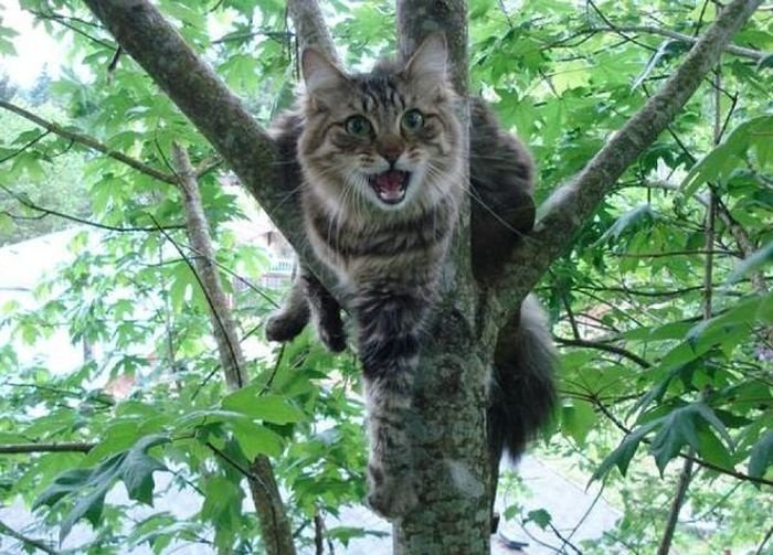 Инструкция как снять кота с дерева (2 фото)