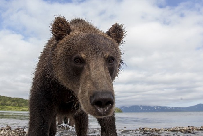 Фото медведей в дикой природе