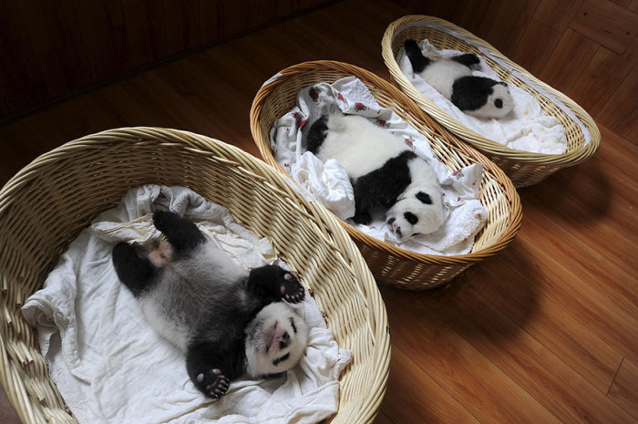 Смотрины новорожденных детенышей в китайском центре сохранения популяции панд