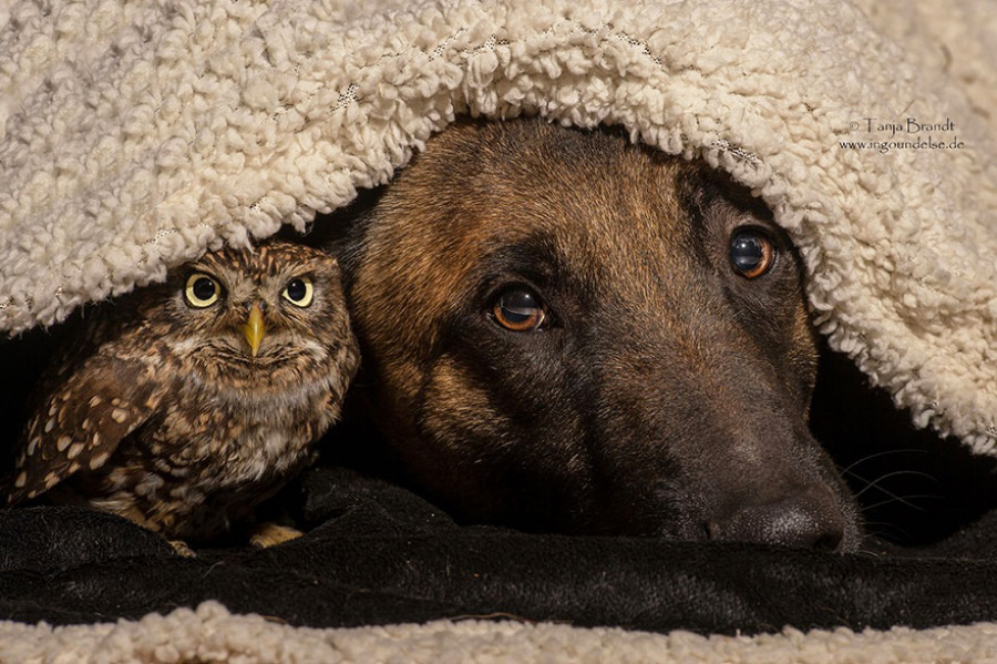 Верные Друзья - овчарка Инго и сова Польди, от фотографа Тане Брандт