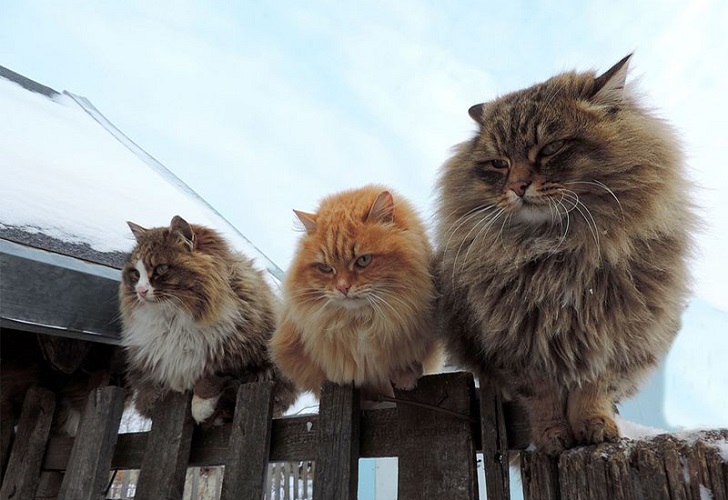 Колония котов из-под Барнаула
