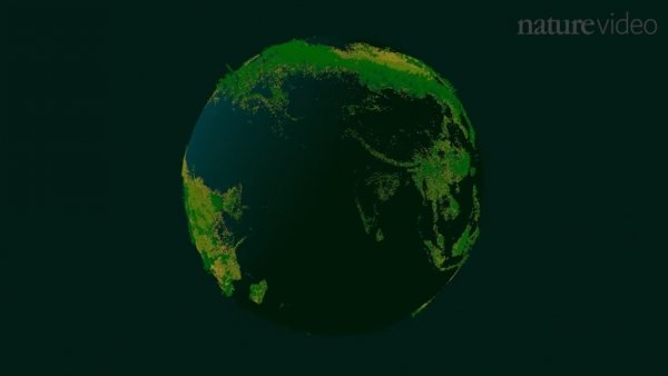 В цифрах: сколько деревьев растет и исчезает на Земле (1 фото и 1 видео)