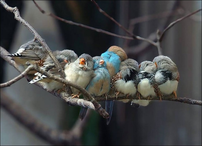 Фото жмущихся друг к другу маленьких птичек