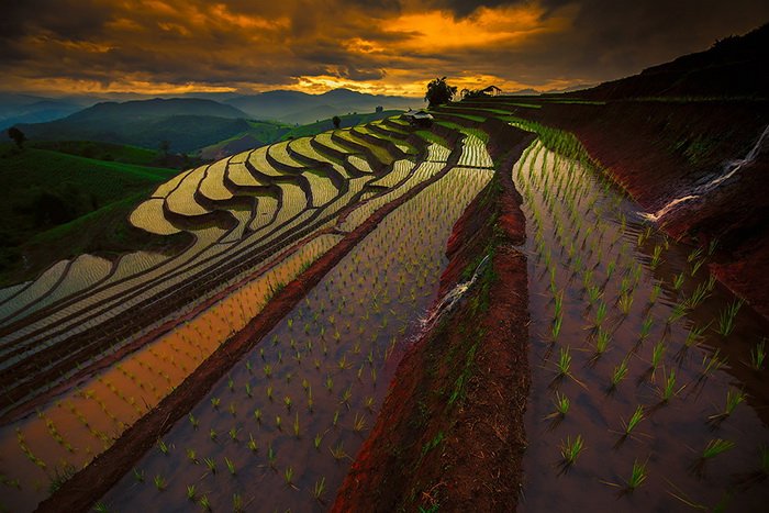 Красивые рисовые поля (20 фото)