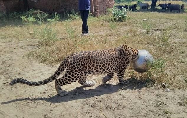 Леопард застрял головой в металлическом горшке (6 фото)