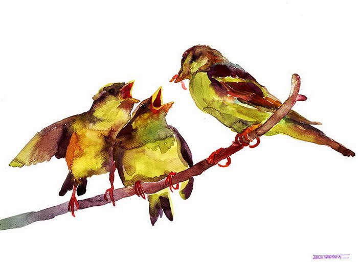 Акварельные птицы рисунки Maja Wronska (8 фото)