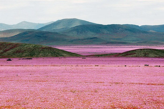Цветущая пустыня Атакама (8 фото)