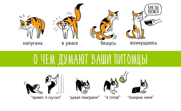 Иллюстрации Лили Чин которые помогут понять кошек и собак (3 фото)