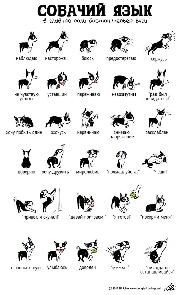 Иллюстрации Лили Чин которые помогут понять кошек и собак (3 фото)