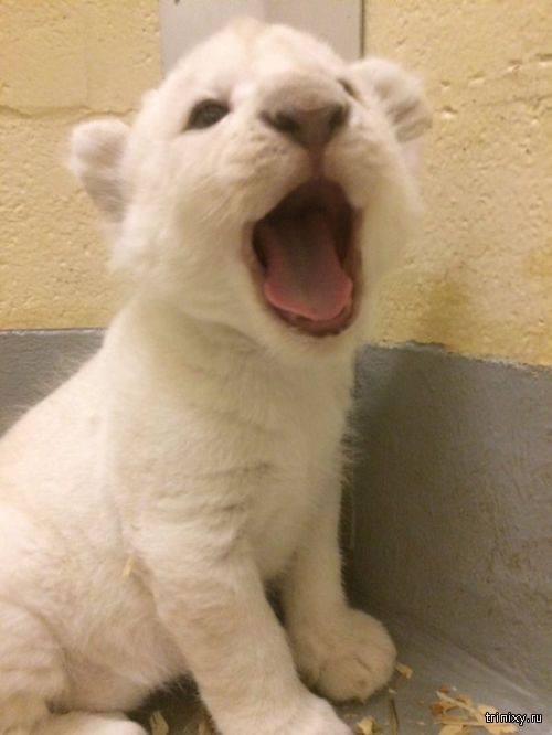 Новорожденные белые львята в зоопарке Торонто