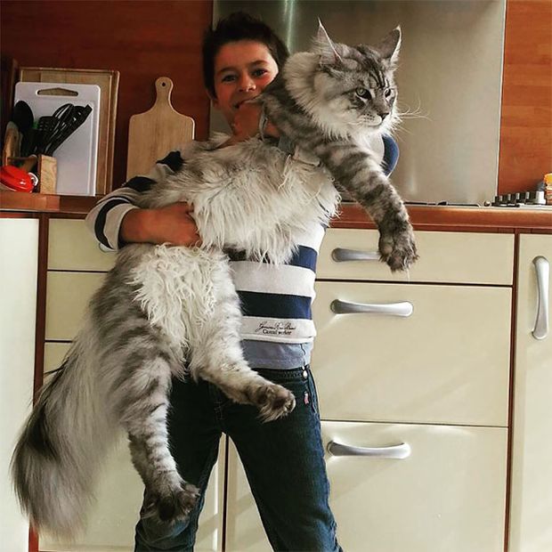 Самые большие домашние котики в мире - Мейн-кун