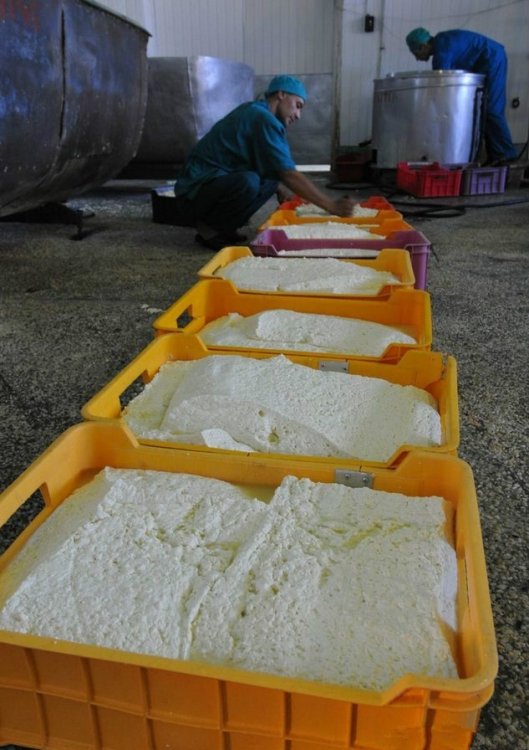 Как в Хакасии производится сыр сулугуни (18 фото)