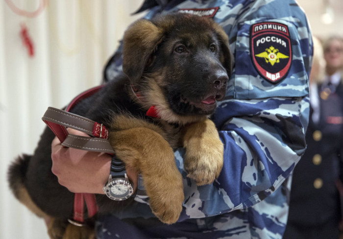 Милый щенок Добрыня, подаренный российскими полицейскими французским коллегам