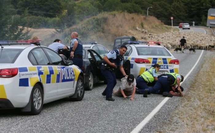 В Новой Зеландии отара овец помогла задержать нарушителей