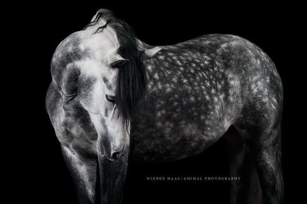 Величественная красота лошадей в фотографиях Вибке Хааса (Wiebke Haas)