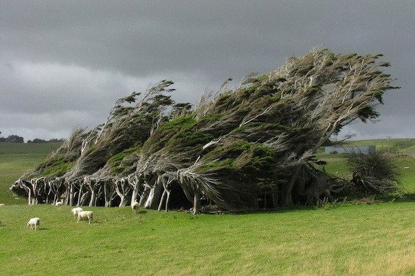 Необычные деревья в Новой Зеландии