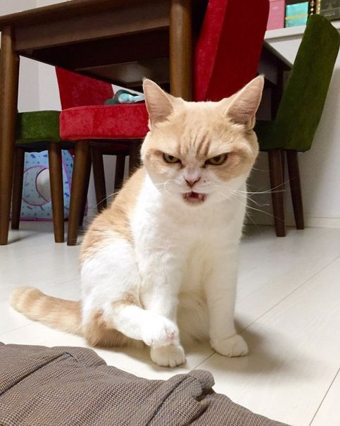 Коюки — самый сердитый кот Японии