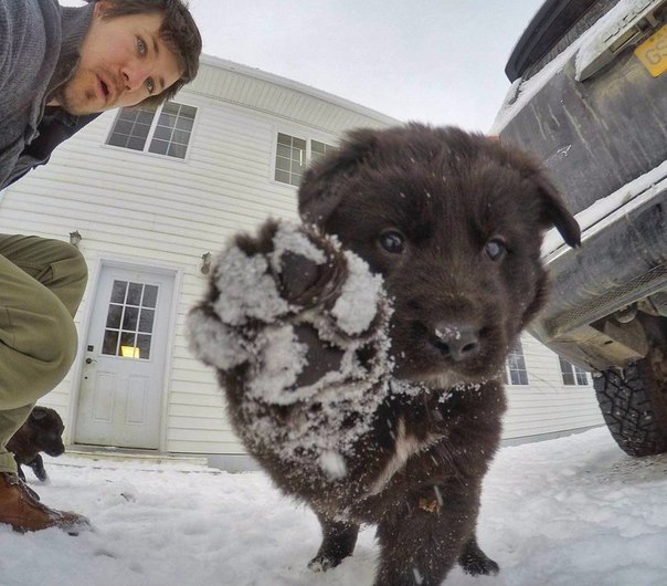 Ветеринар из Аляски, который очень любит собак