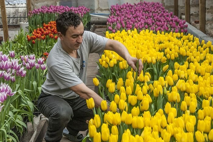 8000 тюльпанов на крыше своего дома вырастил предприниматель из Белгородской области